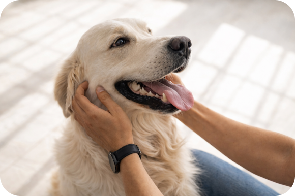 Pies w pierwszym miesiącu stosowania
