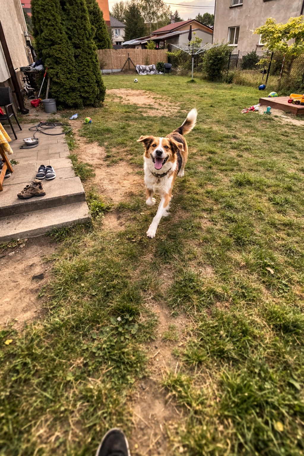 Pies biegnący po trawie