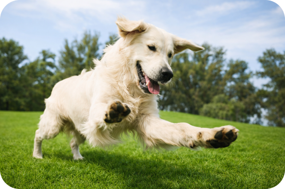 Pies w trzecim miesiącu stosowania